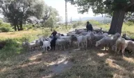 Bolu’da başıboş köpekler sürüye saldırdı: "Köpeklerle bizim başımız belada"