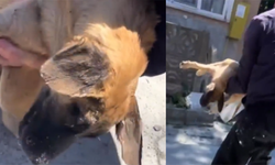 Köpeğin su kabına benzin karıştırıldığı iddia edildi