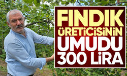 Fındık üreticisinin umudu 300 lira