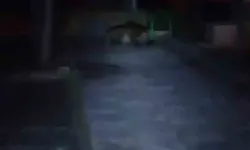 Çocuk parkına ayı girdi