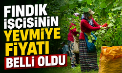 Fındık işçisinin yevmiye fiyatı belli oldu