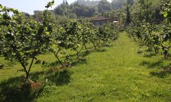 Kocaali'de 29 bin metrekarelik fındık bahçesi hissesi icradan satılacak