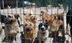 26 bin sahipsiz köpek toplandı! Şikayetler kesildi