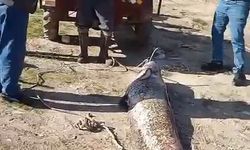 Oltaya 78 kiloluk dev balık takıldı