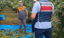 Fındık bahçesinde dronla hırsız nöbeti