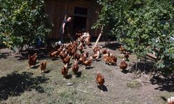 10 tavukla başladı, siparişlere yetişemiyor
