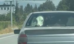 Buzağı otomobille yolculuk yaptı