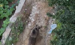 Aç kalan ayı fındık bahçesine girdi