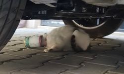 Kafasına konserve kutusu sıkıştı! Ekipler imdadına yetişti
