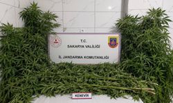 Akyazı'da 110 kök kenevir ele geçirildi