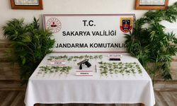 Karasu'da fotokapanla tespit edildi! Kenevir eken şüpheli tutuklandı