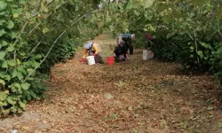 6 çocuk annesi fındık işçisi kalbine yenildi