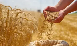 Buğdayda rakamlar değişti! İşte 10 Eylül güncel fiyat listesi