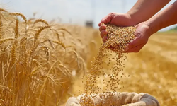 Buğday, arpa ve mısır fiyatlarında son durum!