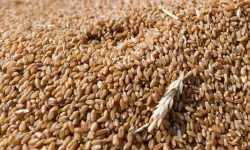 Buğday fiyatlarında 19 TL detayı! 14 Eylül’de piyasada son durum