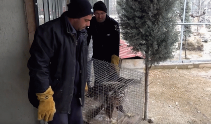 Bolu'da kanadı ampute edilen şah kartal Sakarya'da yeni yuvasına kavuştu