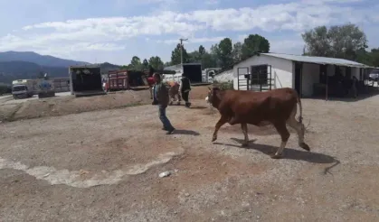 Kurban pazarında son yılların en durgun günleri yaşanıyor