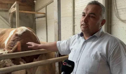 1 tonluk dana 200 bin liraya satıldı: "Bizi biraz yoracak"