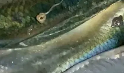Uzmanlardan, balıktaki parazitle ilgili hijyen uyarısı
