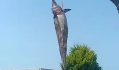 Ölü yunus balığı sahile vurdu
