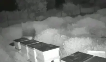 Ayılar arı kovanlarını parçalayıp balları yedi