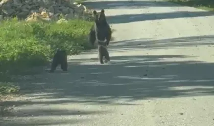 Kardeşlerin, anne ayı ve yavruları ile gülümseten sohbeti