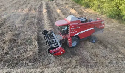 Siyez buğdayının hasadı yapıldı
