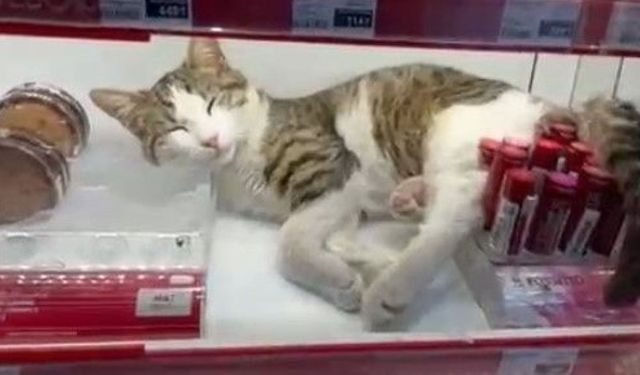 Kozmetik mağazasında sürpriz misafir