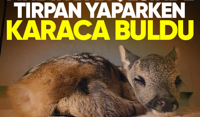 Fındık bahçesinde tırpan yaparken karaca buldu