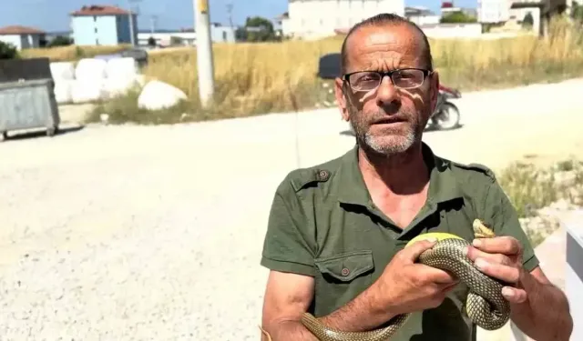 Yılanları çıplak elleriyle yakalayıp doğaya salıyor