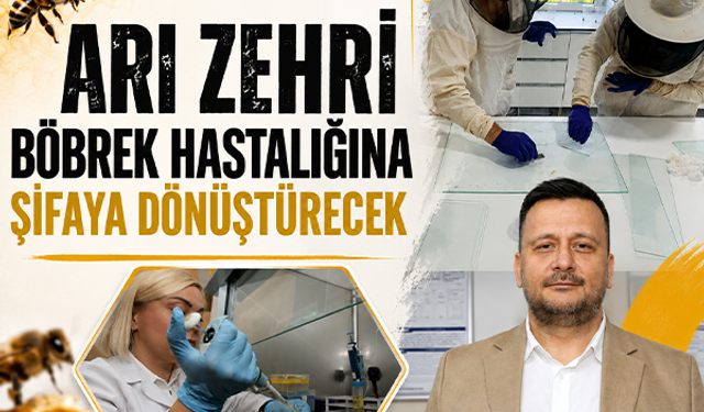 Arı zehri böbrek hastalığına şifaya dönüştürecek 