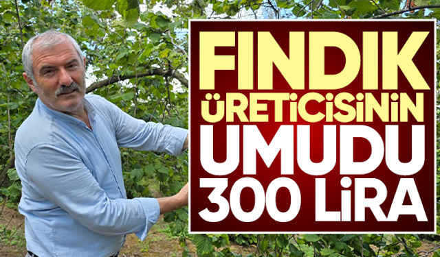 Fındık üreticisinin umudu 300 lira