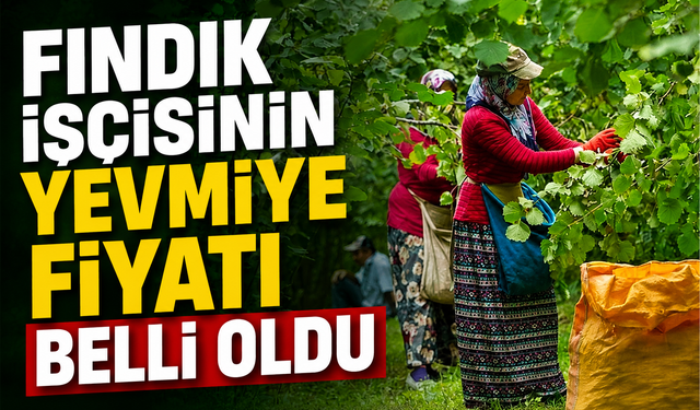Fındık işçisinin yevmiye fiyatı belli oldu