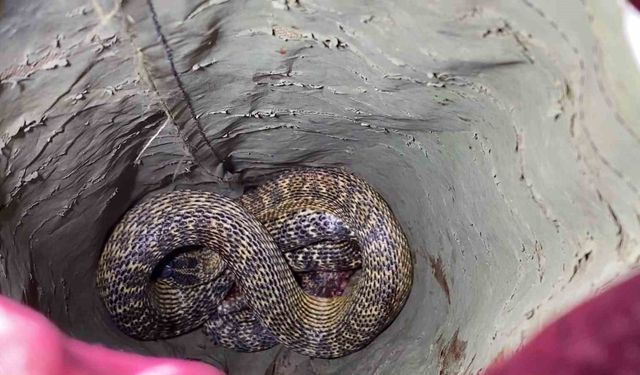 Aracın motorundaki yılana itfaiyeden müdahale