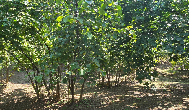 Ferrero’nun fiyat açıklamamasına tepki...Tunca: Fındık üreticisi cezalandırılıyor