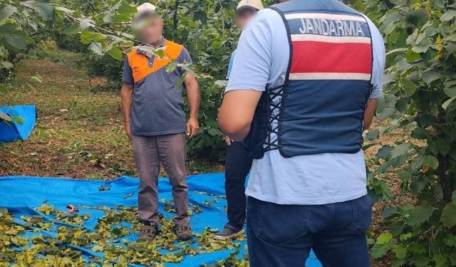 Fındık bahçesinde dronla hırsız nöbeti