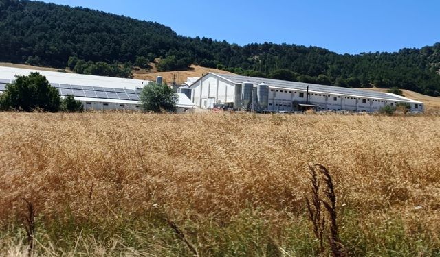Hindi çiftliğinde korkutan yangın: Facianın eşiğinden dönüldü