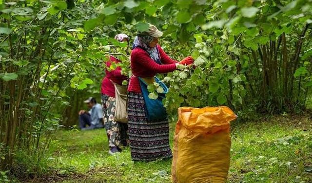Fındık üreticisi çareyi filede buldu…12 bin mevsimlik işçinin gelmesi bekleniyor