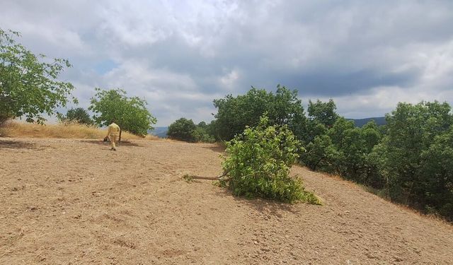 İşgal edilen orman alanları temizlendi… Ormanda açılan tarlalar ağaçlandırıldı