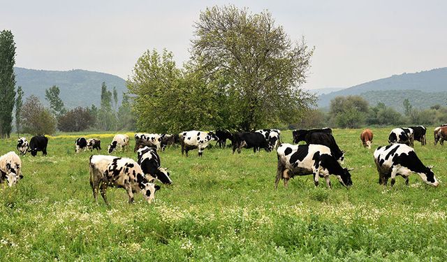 Merayı imara açan karar bakanlıkta... Birinci sınıf tarım arazisinin imara açılmasına tepki