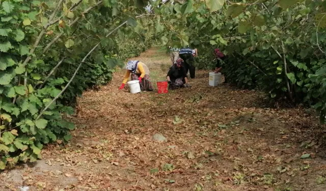 6 çocuk annesi fındık işçisi kalbine yenildi