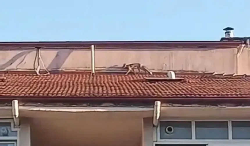 Apartman çatısına tilki çıktı! İlginç anlar kamerada 