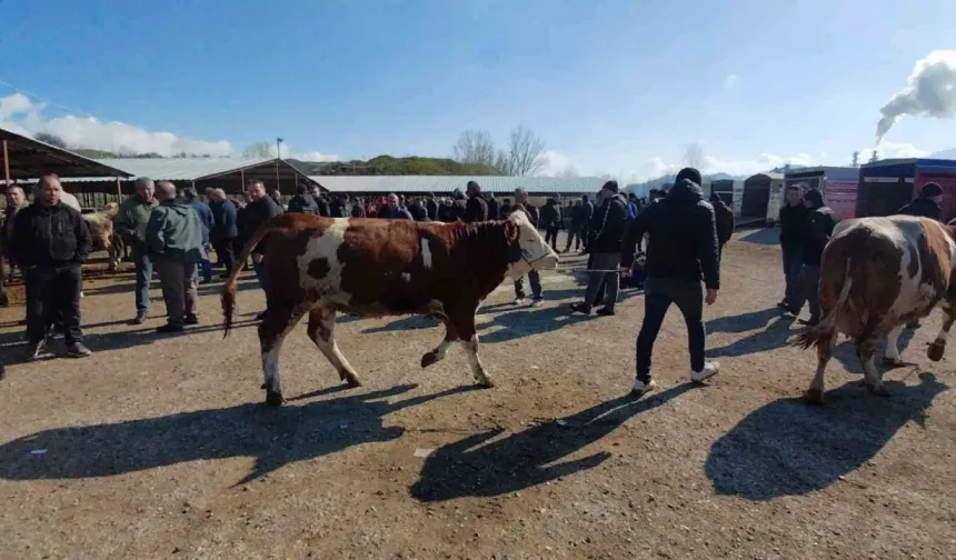Hayvan pazarında hararetli pazarlık kamerada