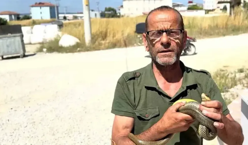 Yılanları çıplak elleriyle yakalayıp doğaya salıyor