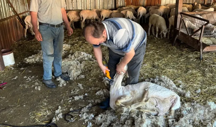 Koyunları kırkarak para kazanıyor 