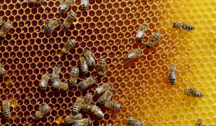 Arıcılar yeni sezon için bal hasadına hazır