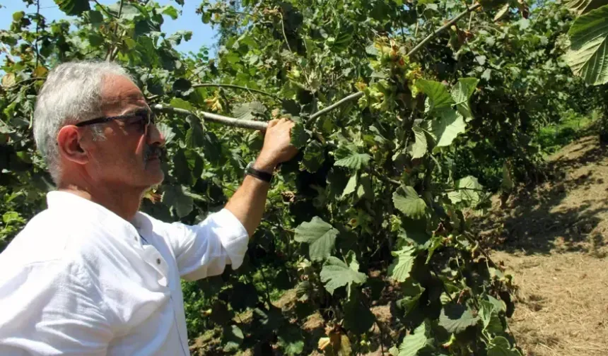 Yeni hasat yaklaşırken fındık fiyatında düşüş devam ediyor 