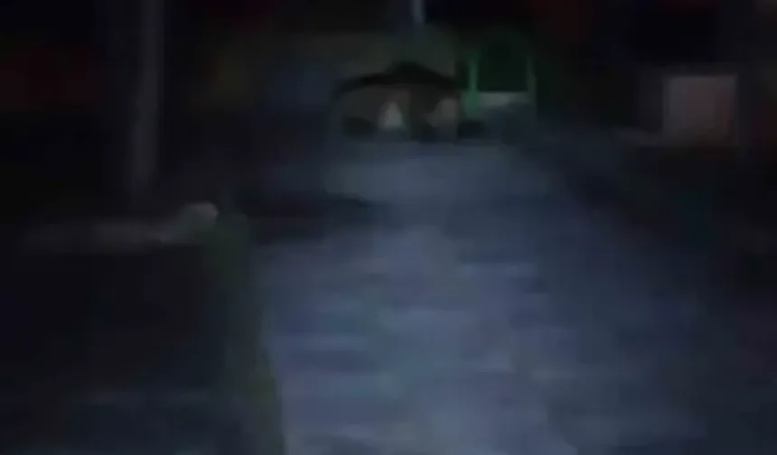 Çocuk parkına ayı girdi