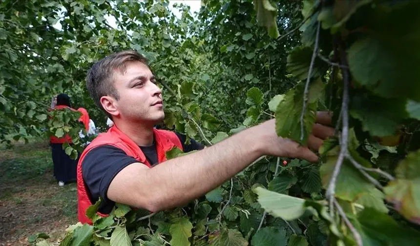 Sakarya'da fındık toplama tarihi belli oldu