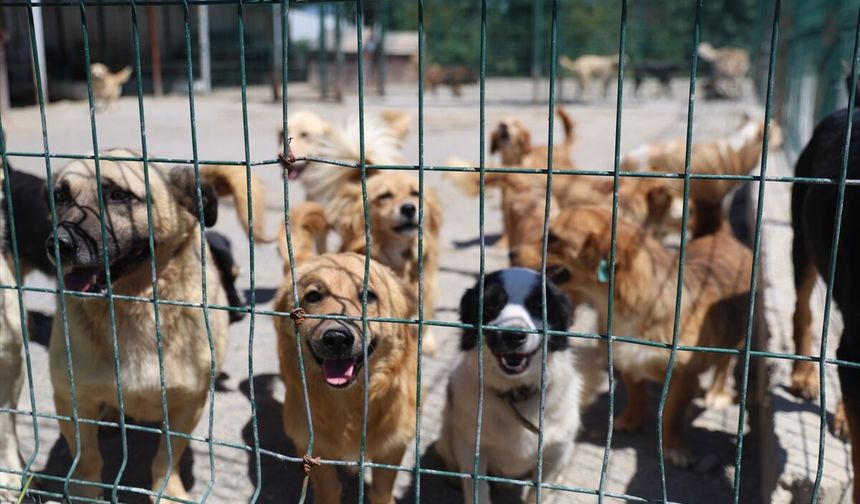 26 bin sahipsiz köpek toplandı! Şikayetler kesildi